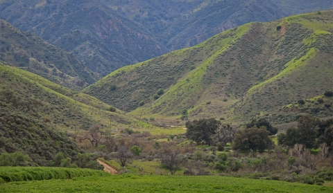 A green valley