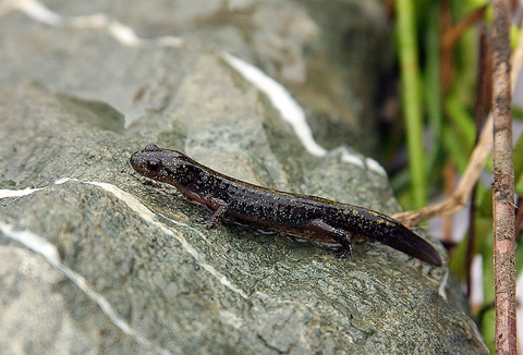 A long, dark brown salamander sits on a rock