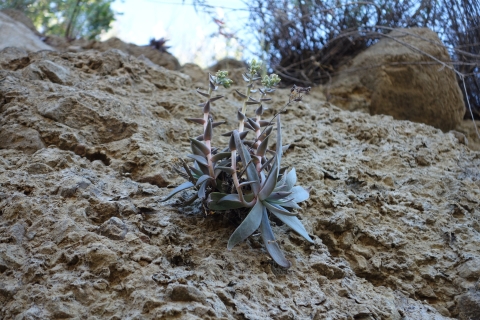 A succulent growing out of a mountainside
