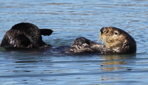 A sea otter grooming itself