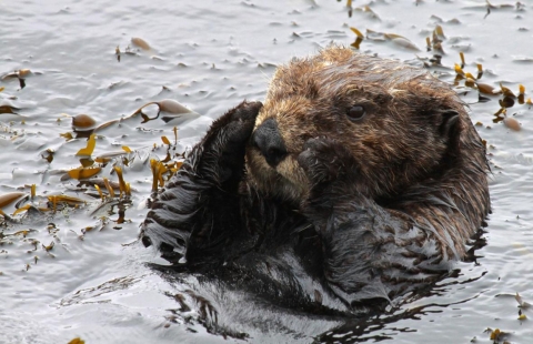 A close up of a sea otter 