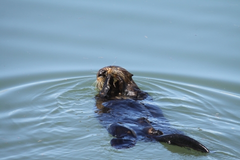 A sea otter eating a crab