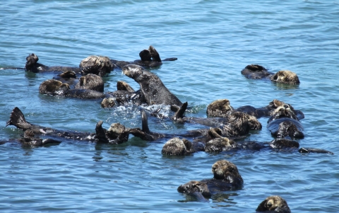 Sea otter creating a "raft" in the water