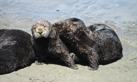 A group of sea otters on the beach