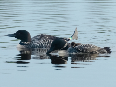 The pair of oldest known common loons with their young