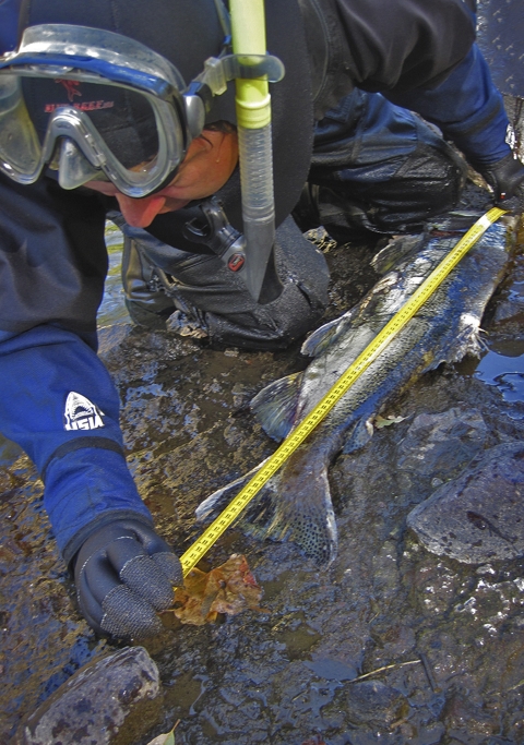 a person measures a salmon carcass