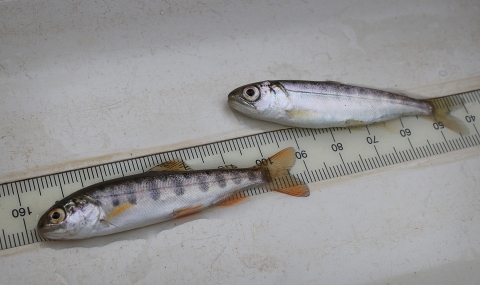 two small fish on a ruler