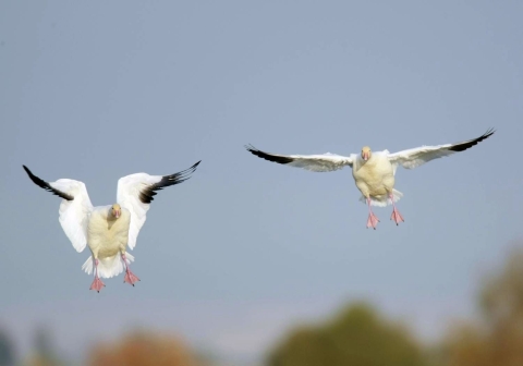Two white birds with black wingtips and pink webbed feet coming in for a landing that looks rather comical