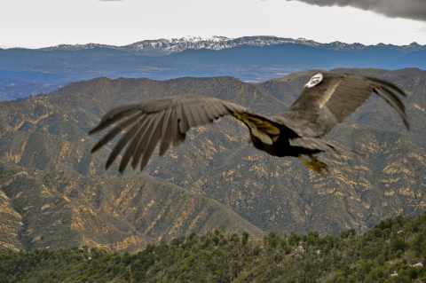 A large condor soars through the air