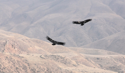 Two large black birds soaring over the landscape