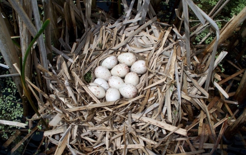 11 spotted white eggs in a thick straw nest