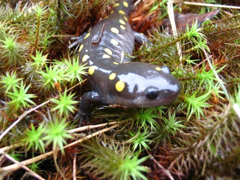 Yellow Spotted Salamander up close on ground