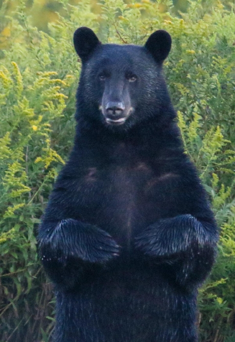 A black bear stands on its hind legs, facing camera.