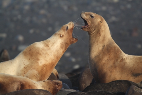 Two face-to-face roaring golden-brown sea lions