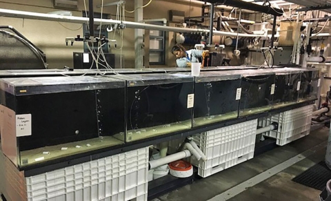 Several fish tanks lined up in a large industrial room