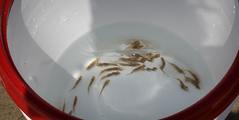 View down into a white bucket where several small, brown fish are swimming