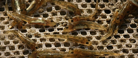 Closeup of several translucent fish lying in a mesh net
