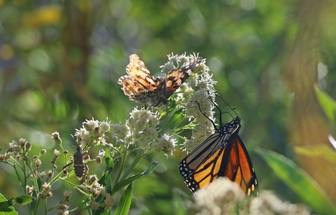 Two black and yellow butterflies and a large black bug sit on a green plant with white flowers
