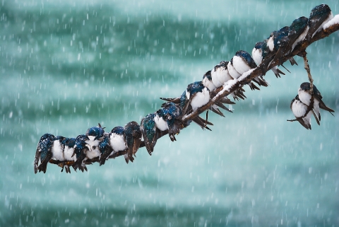A group of tree swallows huddle on a branch during spring snowstorm
