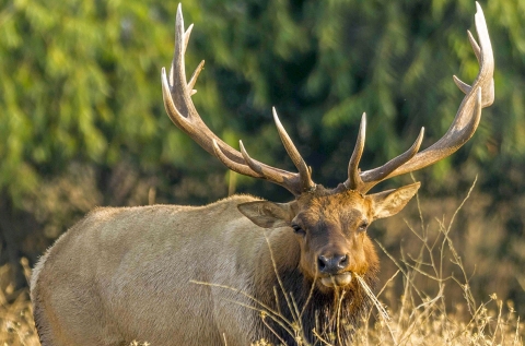 A light brown Tule elk with large antlers munches on brown grass in a field