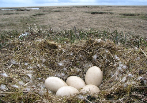 Five white eggs in a grass nest in open lowland near a coast