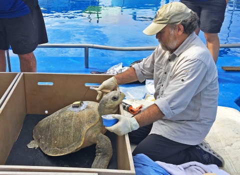 Man applies epoxy to shell of turtle sitting in wooden crate