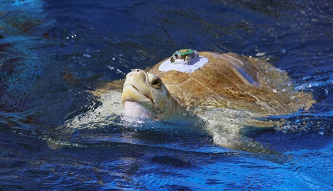 sea turtle with transmitter on back swimming in water
