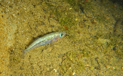 A small metallic fish