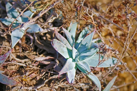 A green succulent