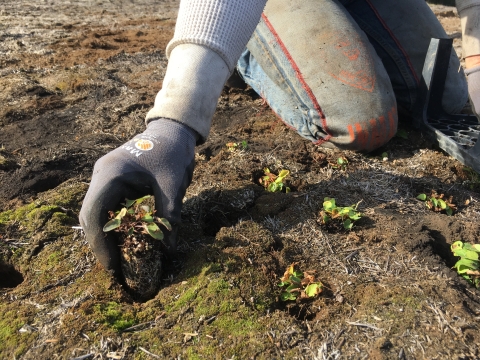 A gloved hand reaches down to place a violet plug in the soil