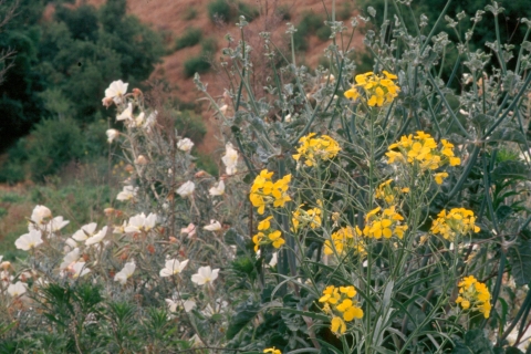 A group of white flowers next to a group of white flowers in the wild