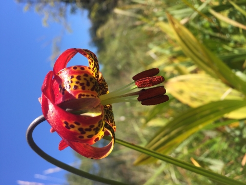 red petals of the western lily curl back to reveal black and yellow spots and a green stamen