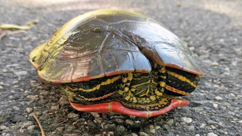A western painted turtle with a repaired shell on a road