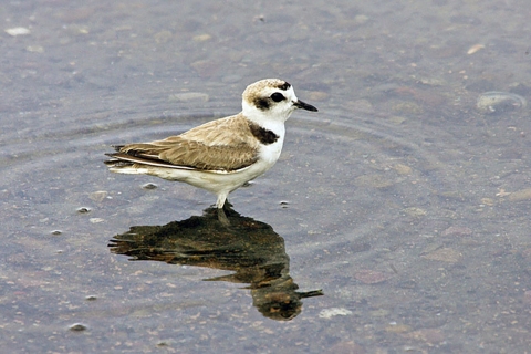 brown, white and black bird stands in shallow water