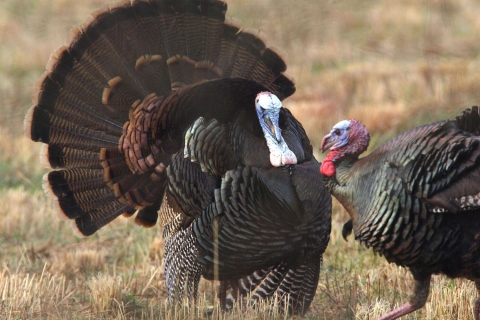Two male turkeys (fat brown ground birds) face off at John Heinz National Wildlife Refuge at Tinicum in Pennsylvania.