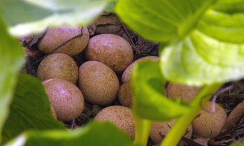 At least 11 brown eggs sit together amid large green stems and leaves of cabbage
