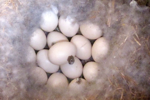 More than a dozen white eggs together under fluffy duck down in a nesting box