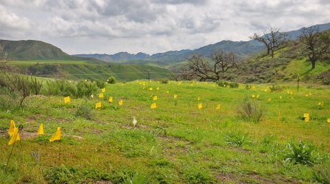 A field dotted with yellow marker flags