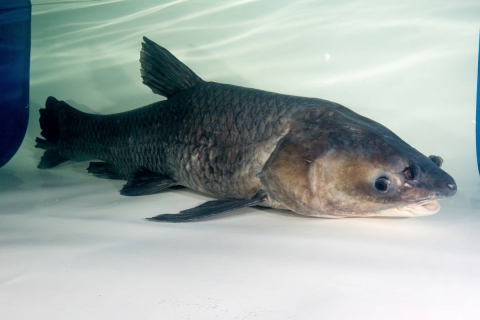 A large black fish