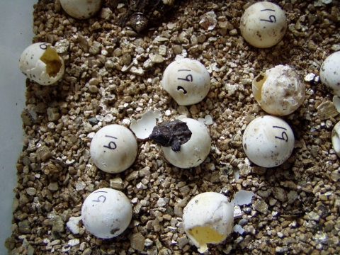 A tiny turtle emerges from a broken egg in a container with a half dozen other eggs each with the number 19 written on them