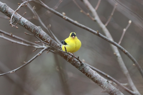 a bright yellow bird on a branch