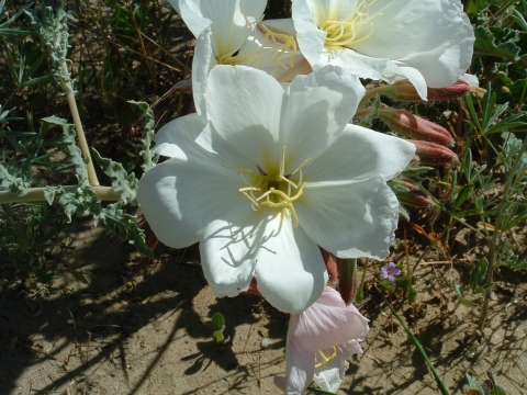 antioch dunes evening primrose is a delicate white and pale pink flower with yellow stamen