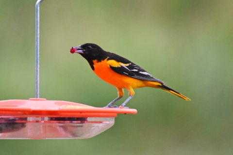 An orange and black bird eats jelly on top of a hanging feeder.
