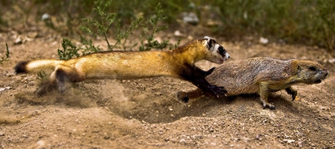 A small brown mammal stretches its long body to capture its prey, a prairie dog.