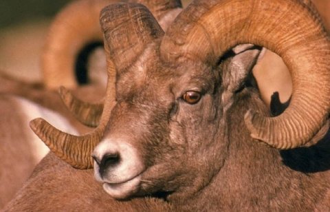 a brown desert bighorn sheep looks toward the camera, you can see the ridges in his large curled horns