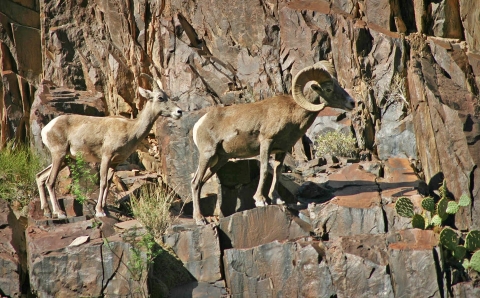 a female and a male desert bighorn sheep stand on the ledge of a cliff