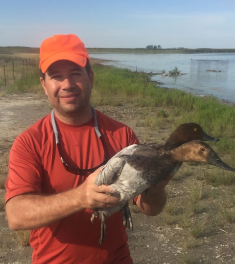 a man in an orange shirt and orange baseball cap holds two brown and gray ducks by a wetland