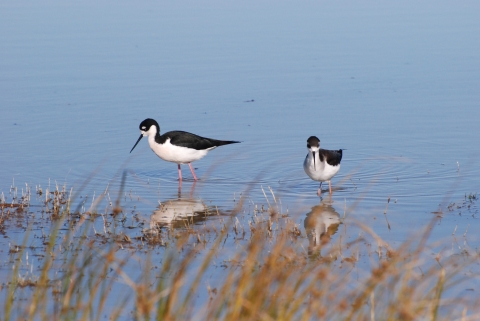 Two black-and-white shorebirds with long, orange legs wade in a marsh. 