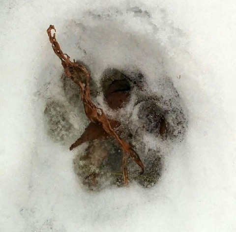 A bobcat's paw print is preserved in the snow at Patoka River National Wildlife Refuge in Indiana.