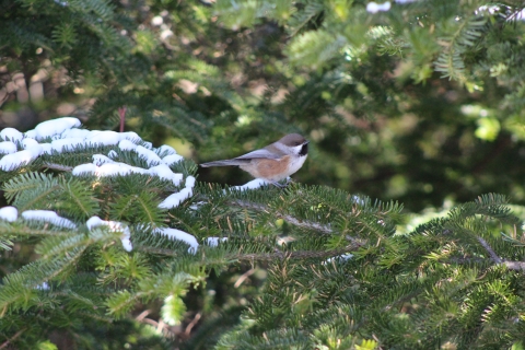 boreal chickadee